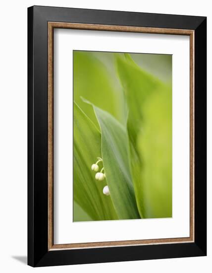 Lily of the Valley, Convallaria Majalis-Andreas Keil-Framed Photographic Print