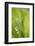 Lily of the Valley, Convallaria Majalis-Andreas Keil-Framed Photographic Print