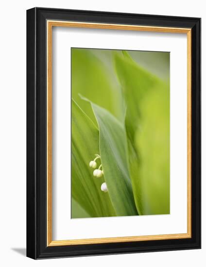 Lily of the Valley, Convallaria Majalis-Andreas Keil-Framed Photographic Print