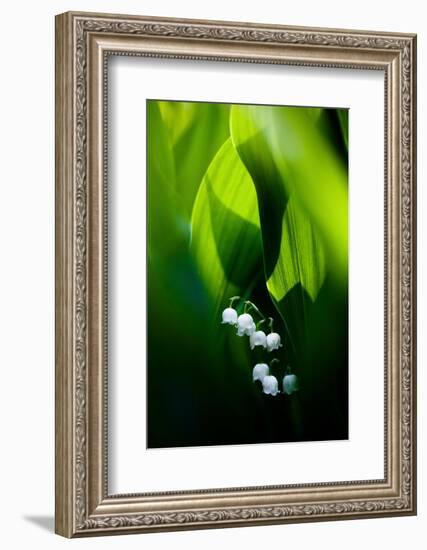 Lily of the valley hidden at the bottom of the forest in spring-Mateusz Piesiak-Framed Photographic Print