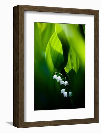 Lily of the valley hidden at the bottom of the forest in spring-Mateusz Piesiak-Framed Photographic Print