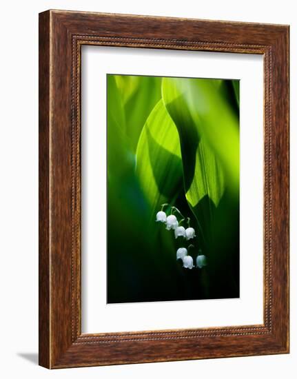 Lily of the valley hidden at the bottom of the forest in spring-Mateusz Piesiak-Framed Photographic Print