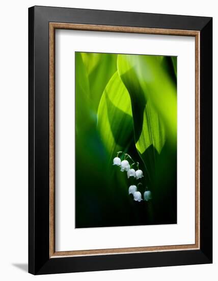 Lily of the valley hidden at the bottom of the forest in spring-Mateusz Piesiak-Framed Photographic Print