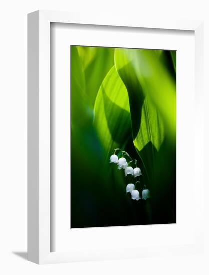 Lily of the valley hidden at the bottom of the forest in spring-Mateusz Piesiak-Framed Photographic Print