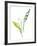 Lily of the Valley I-Sandra Jacobs-Framed Giclee Print