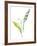 Lily of the Valley I-Sandra Jacobs-Framed Giclee Print