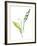 Lily of the Valley I-Sandra Jacobs-Framed Giclee Print