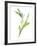 Lily of the Valley II-Sandra Jacobs-Framed Giclee Print