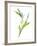 Lily of the Valley II-Sandra Jacobs-Framed Giclee Print