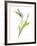 Lily of the Valley II-Sandra Jacobs-Framed Giclee Print