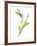 Lily of the Valley II-Sandra Jacobs-Framed Giclee Print