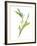 Lily of the Valley II-Sandra Jacobs-Framed Giclee Print