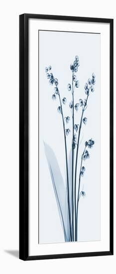 Lily of The Valley in Blue II-Albert Koetsier-Framed Art Print