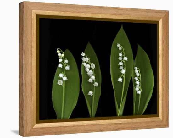 Lily of the Valley Study-Anna Miller-Framed Premier Image Canvas