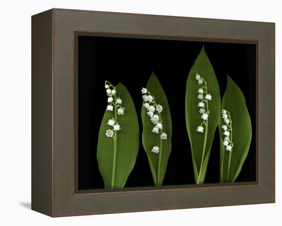 Lily of the Valley Study-Anna Miller-Framed Premier Image Canvas