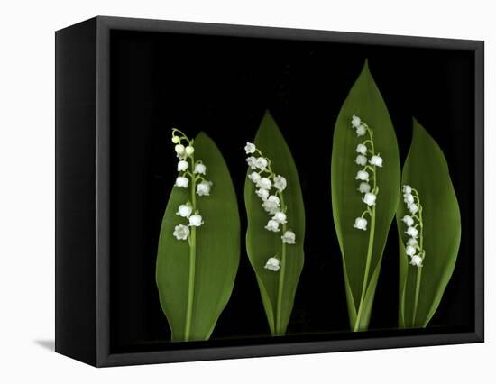 Lily of the Valley Study-Anna Miller-Framed Premier Image Canvas