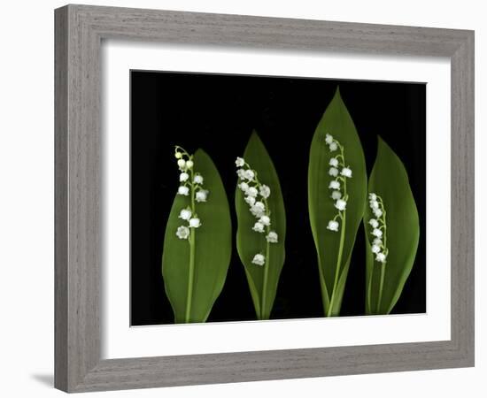 Lily of the Valley Study-Anna Miller-Framed Photographic Print