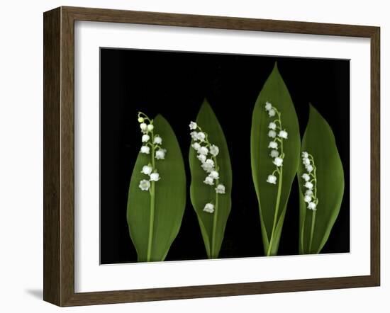 Lily of the Valley Study-Anna Miller-Framed Photographic Print