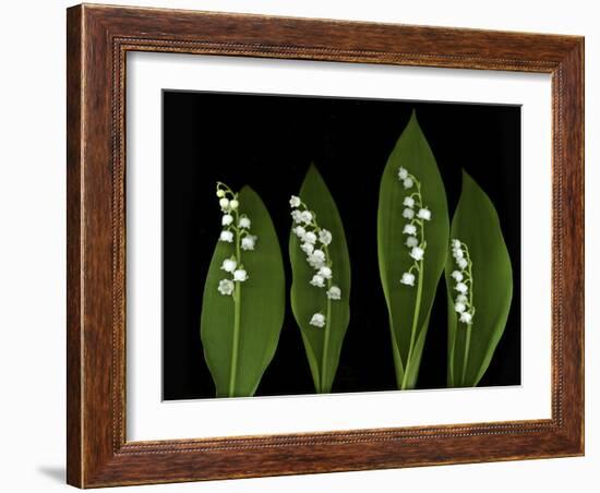 Lily of the Valley Study-Anna Miller-Framed Photographic Print