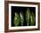 Lily of the Valley Study-Anna Miller-Framed Photographic Print