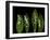 Lily of the Valley Study-Anna Miller-Framed Photographic Print