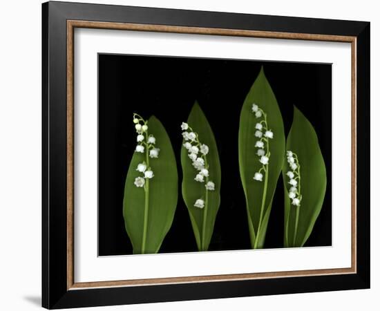 Lily of the Valley Study-Anna Miller-Framed Photographic Print