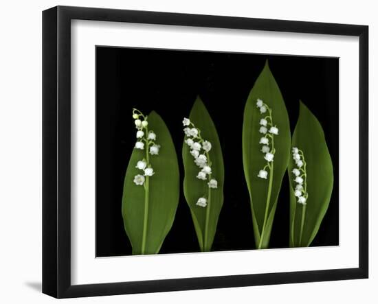 Lily of the Valley Study-Anna Miller-Framed Photographic Print