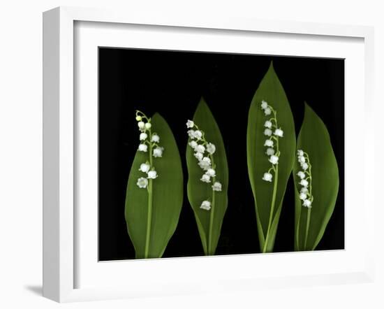 Lily of the Valley Study-Anna Miller-Framed Photographic Print