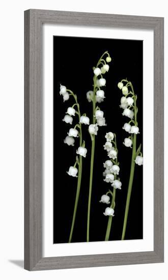 Lily of the Valley Study-Anna Miller-Framed Photographic Print