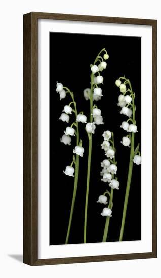 Lily of the Valley Study-Anna Miller-Framed Photographic Print