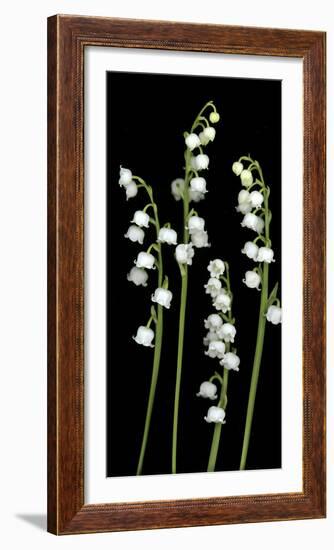 Lily of the Valley Study-Anna Miller-Framed Photographic Print