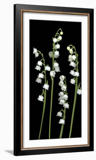 Lily of the Valley Study-Anna Miller-Framed Photographic Print