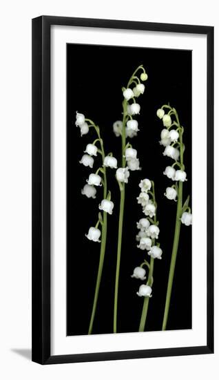 Lily of the Valley Study-Anna Miller-Framed Photographic Print