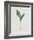 Lily of the Valley-Moritz Michael Daffinger-Framed Collectable Print