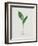 Lily of the Valley-Moritz Michael Daffinger-Framed Collectable Print