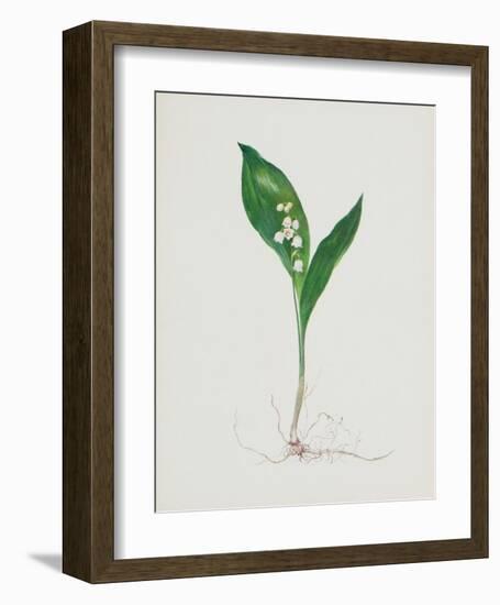 Lily of the Valley-Moritz Michael Daffinger-Framed Collectable Print