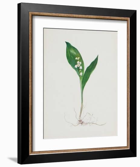 Lily of the Valley-Moritz Michael Daffinger-Framed Collectable Print