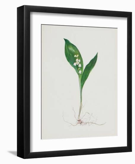 Lily of the Valley-Moritz Michael Daffinger-Framed Collectable Print