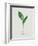 Lily of the Valley-Moritz Michael Daffinger-Framed Collectable Print