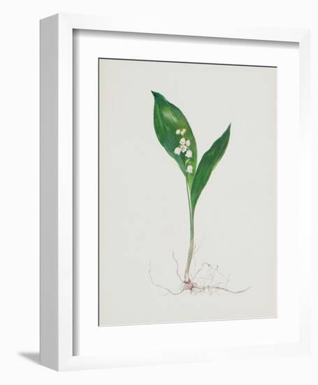 Lily of the Valley-Moritz Michael Daffinger-Framed Collectable Print