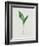 Lily of the Valley-Moritz Michael Daffinger-Framed Collectable Print