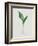 Lily of the Valley-Moritz Michael Daffinger-Framed Collectable Print