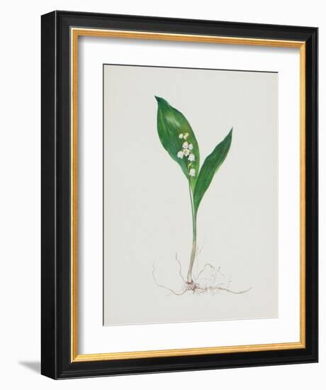 Lily of the Valley-Moritz Michael Daffinger-Framed Collectable Print