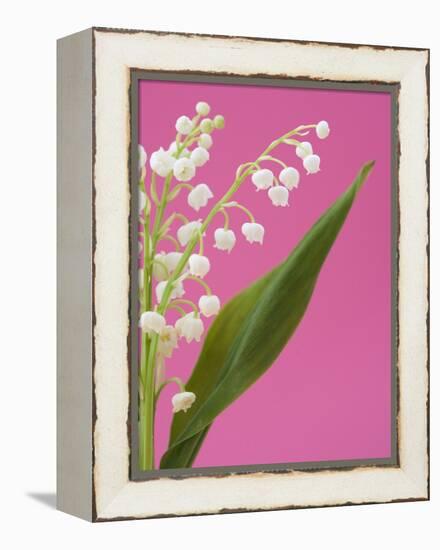 Lily of the valley-Ada Summer-Framed Premier Image Canvas