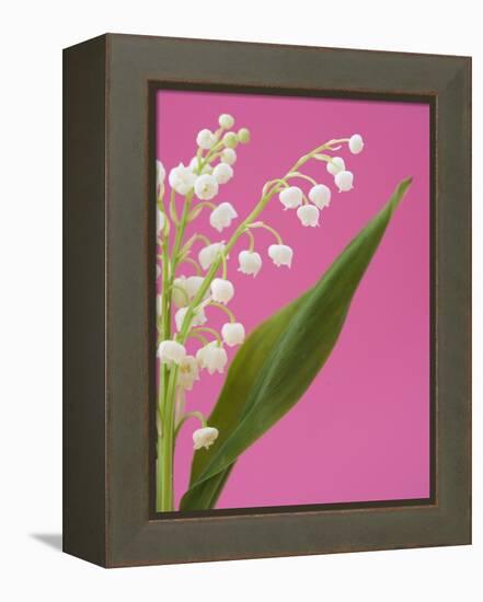 Lily of the valley-Ada Summer-Framed Premier Image Canvas