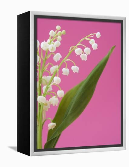 Lily of the valley-Ada Summer-Framed Premier Image Canvas