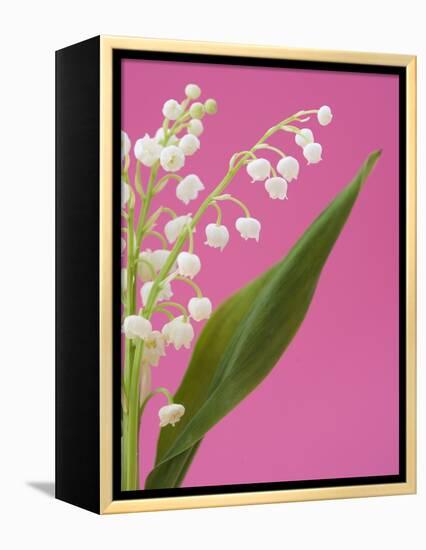 Lily of the valley-Ada Summer-Framed Premier Image Canvas