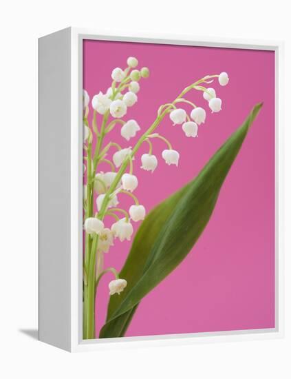 Lily of the valley-Ada Summer-Framed Premier Image Canvas