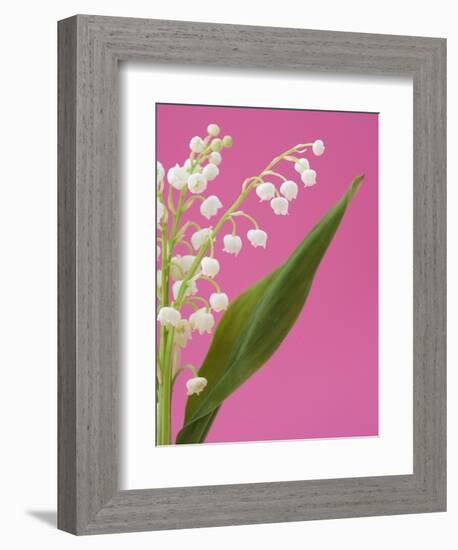 Lily of the valley-Ada Summer-Framed Premium Photographic Print