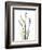 Lily of the Valley-Albert Koetsier-Framed Premium Giclee Print